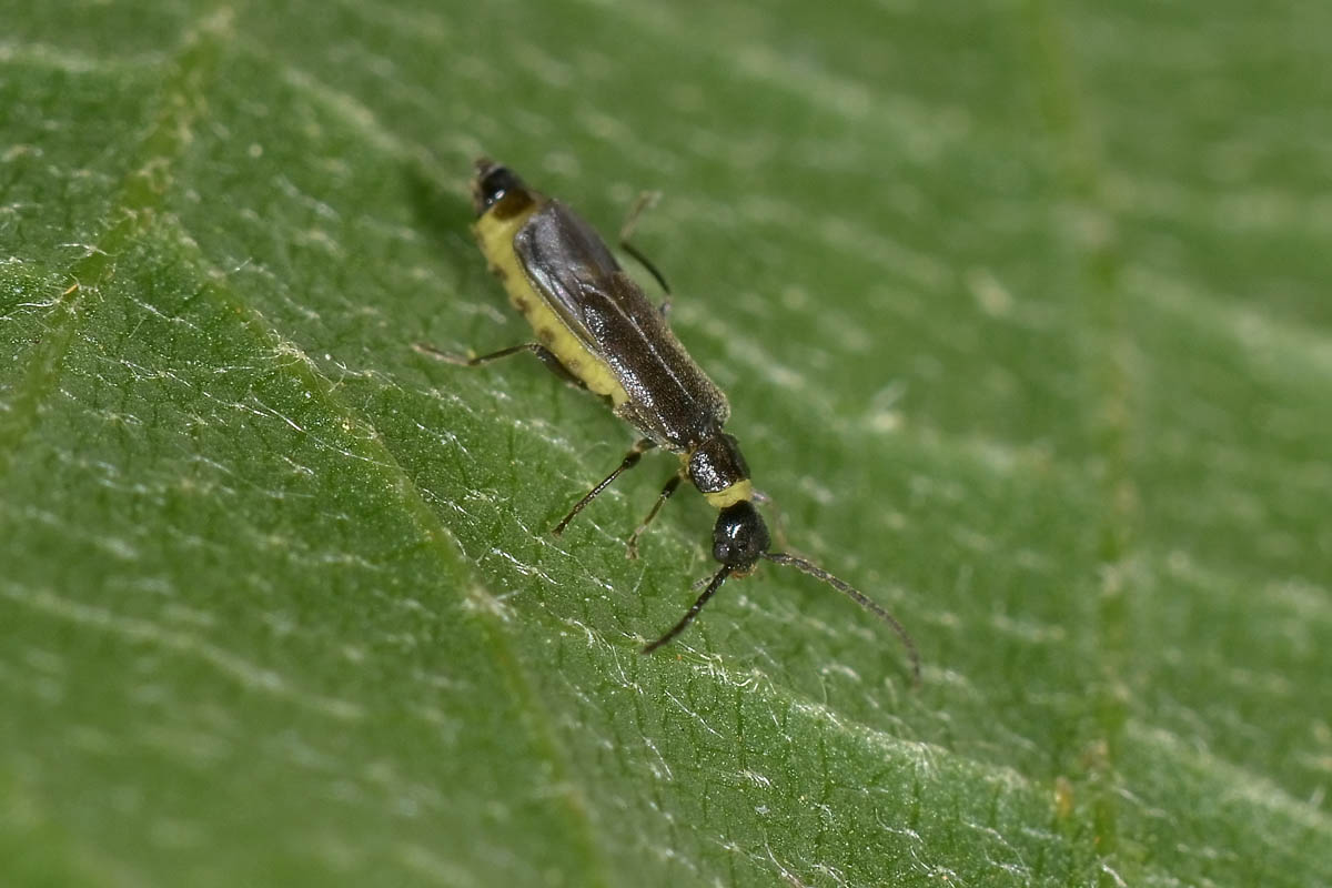 Malthodes umbrosus, maschio, Cantharidae